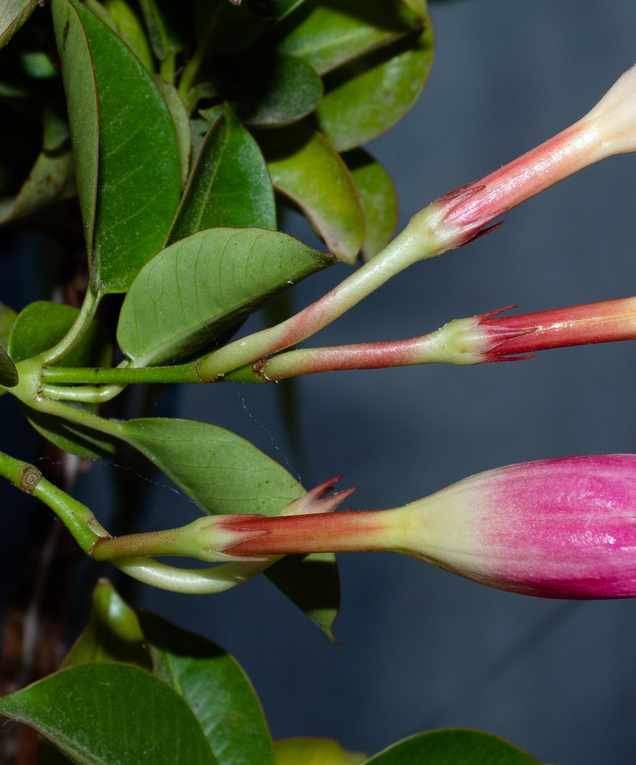 Image of Mandevilla sanderi specimen.