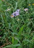 Aster tataricus