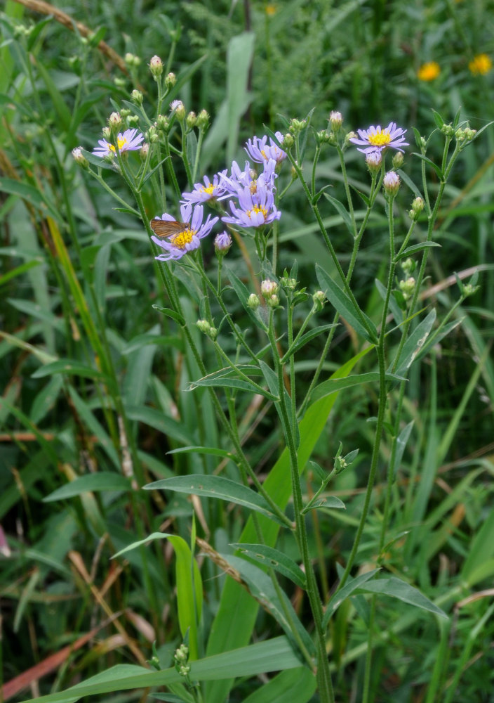 Image of Aster tataricus specimen.