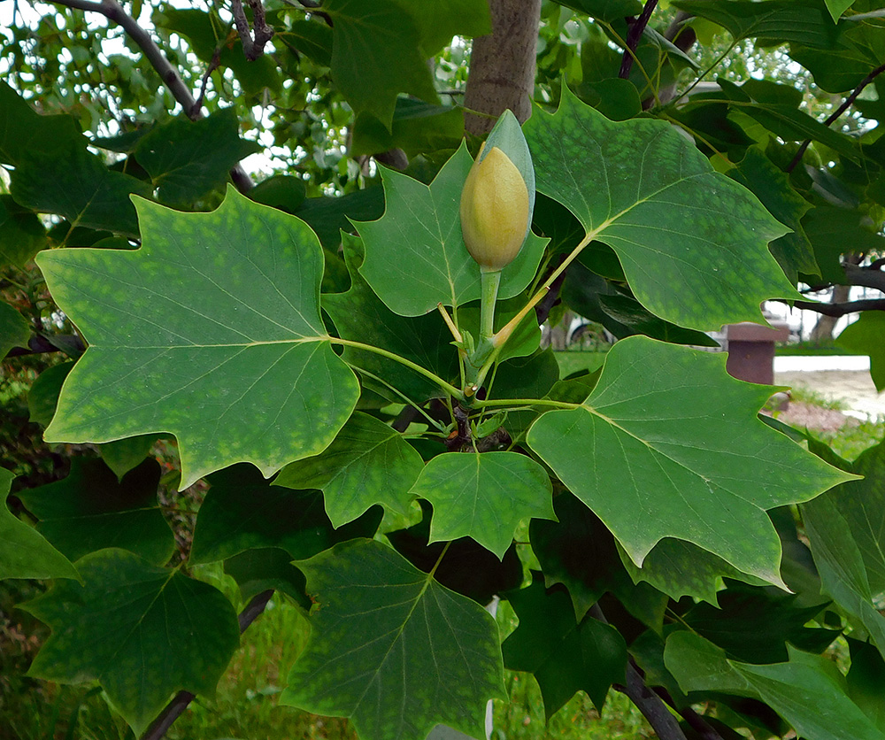 Image of Liriodendron tulipifera specimen.