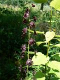 Veratrum maackii