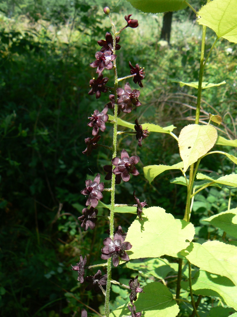 Image of Veratrum maackii specimen.
