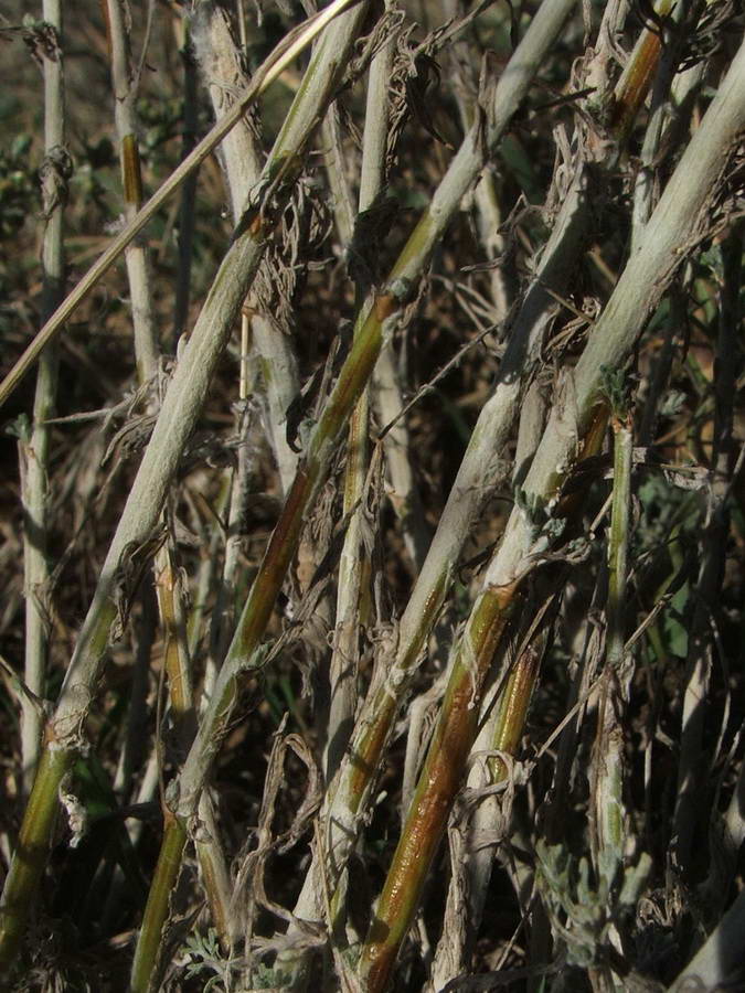 Image of Artemisia taurica specimen.