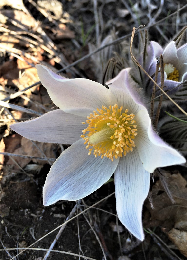 Image of Pulsatilla patens specimen.