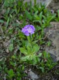 Primula farinosa