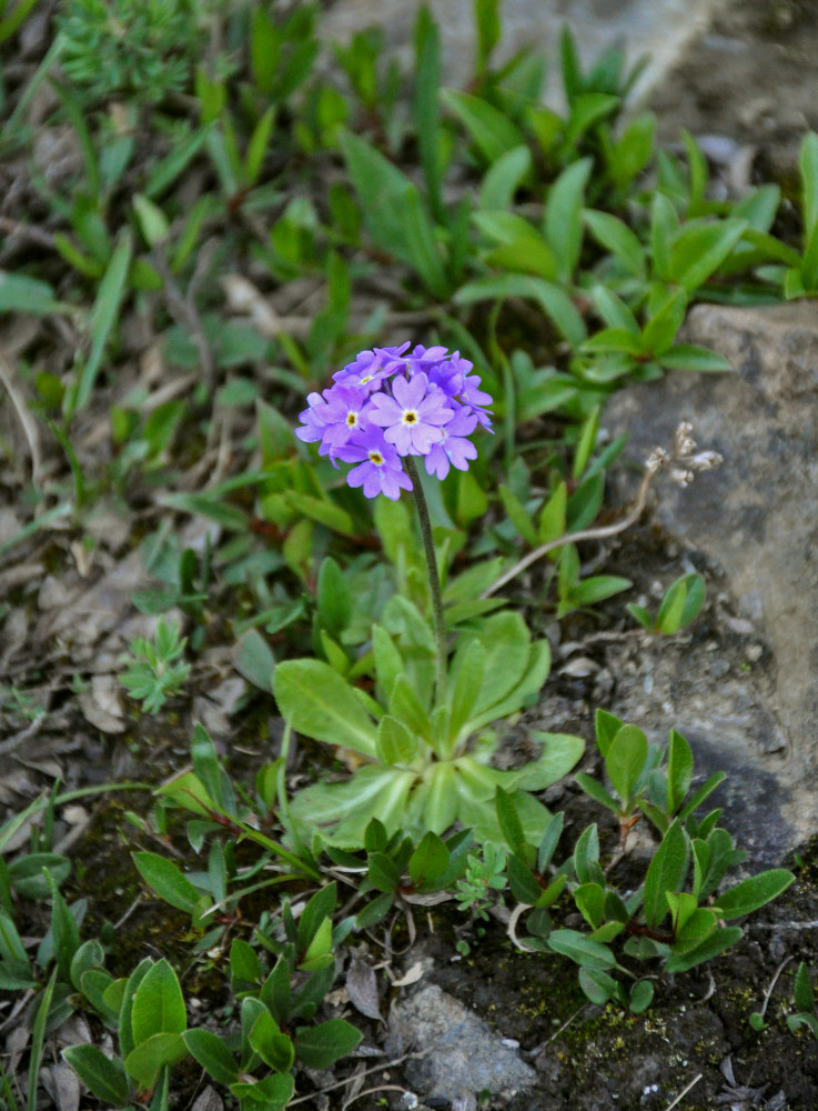 Изображение особи Primula farinosa.