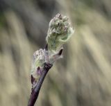 Amelanchier spicata