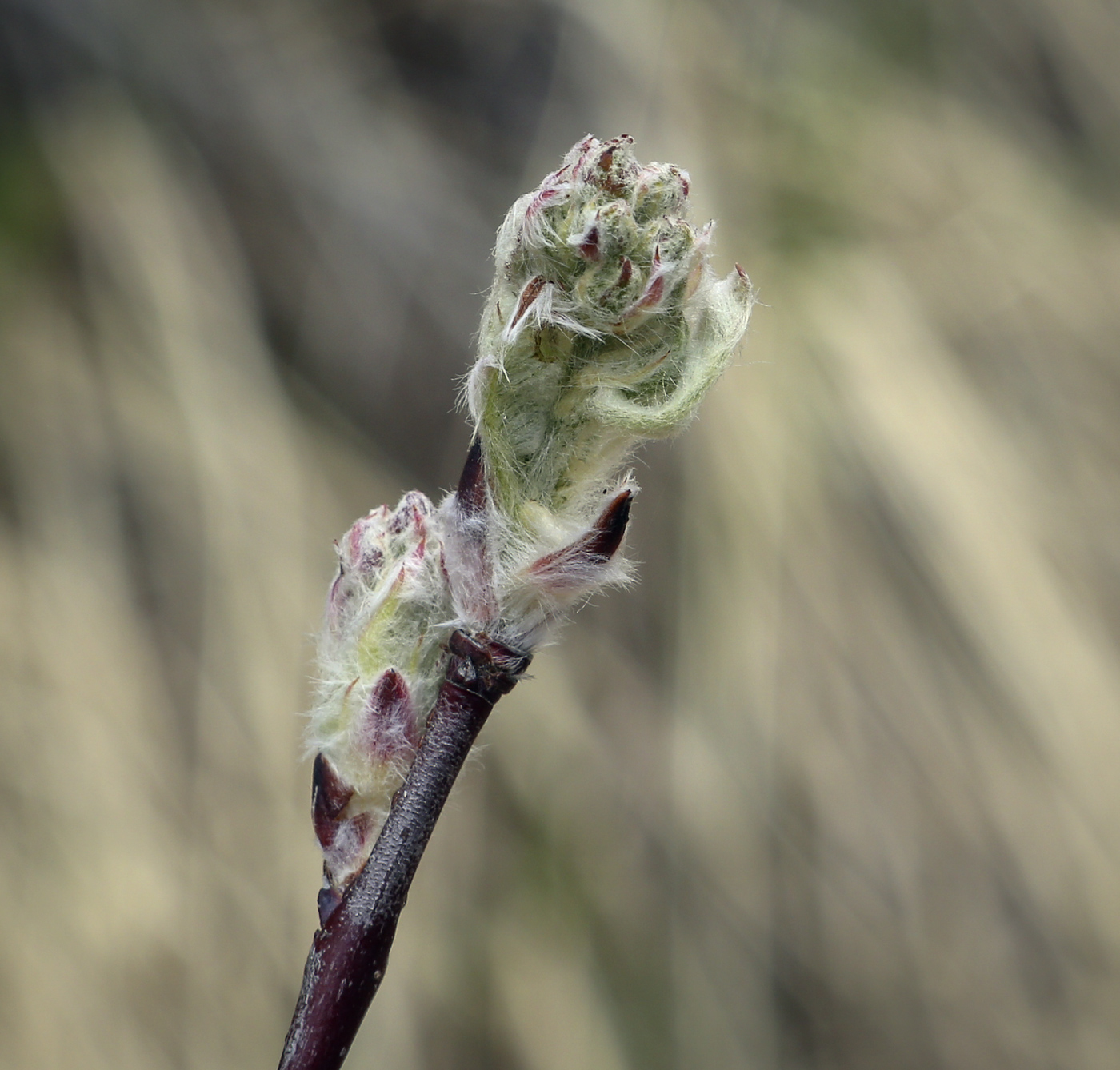 Image of Amelanchier spicata specimen.