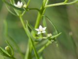 Thesium ramosum. Части побегов с цветками. Краснодарский край, Крымский р-н, окр. станицы Неберджаевская, ур. Темрючки, каменистая поляна в грабово-дубовом лесу. 14.05.2022.