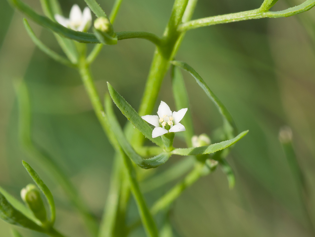 Изображение особи Thesium ramosum.