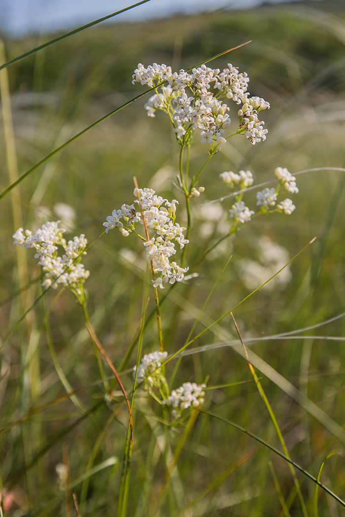 Изображение особи Galium octonarium.