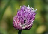 Allium schoenoprasum