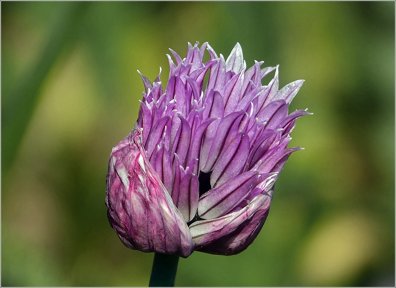 Изображение особи Allium schoenoprasum.