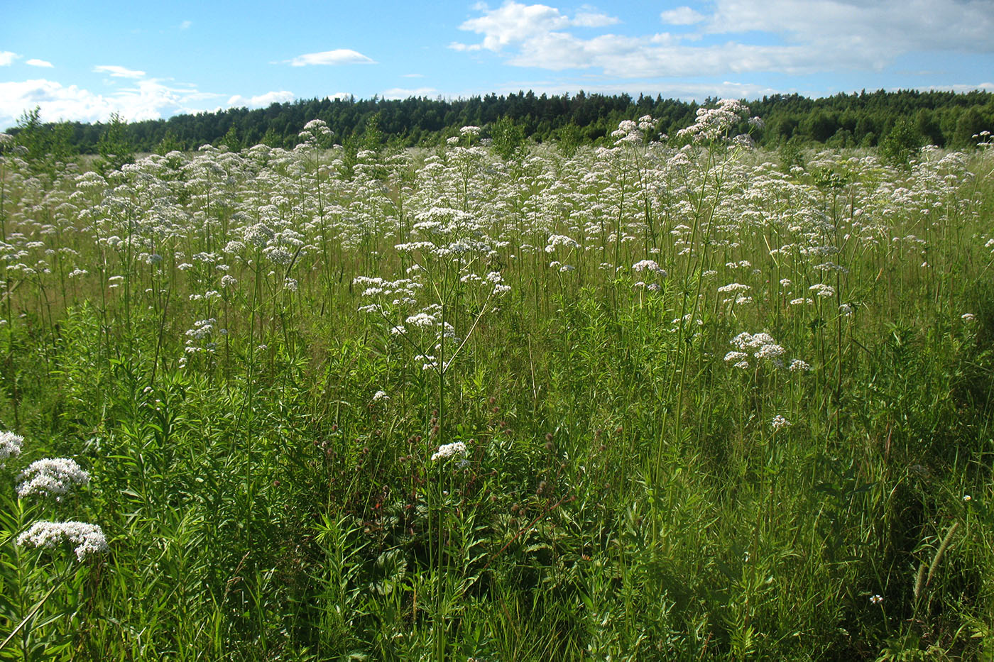 Изображение особи Valeriana officinalis.