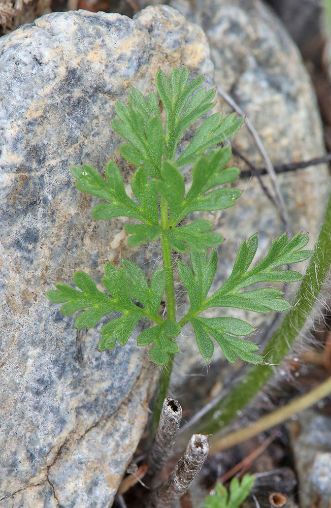 Изображение особи род Pulsatilla.