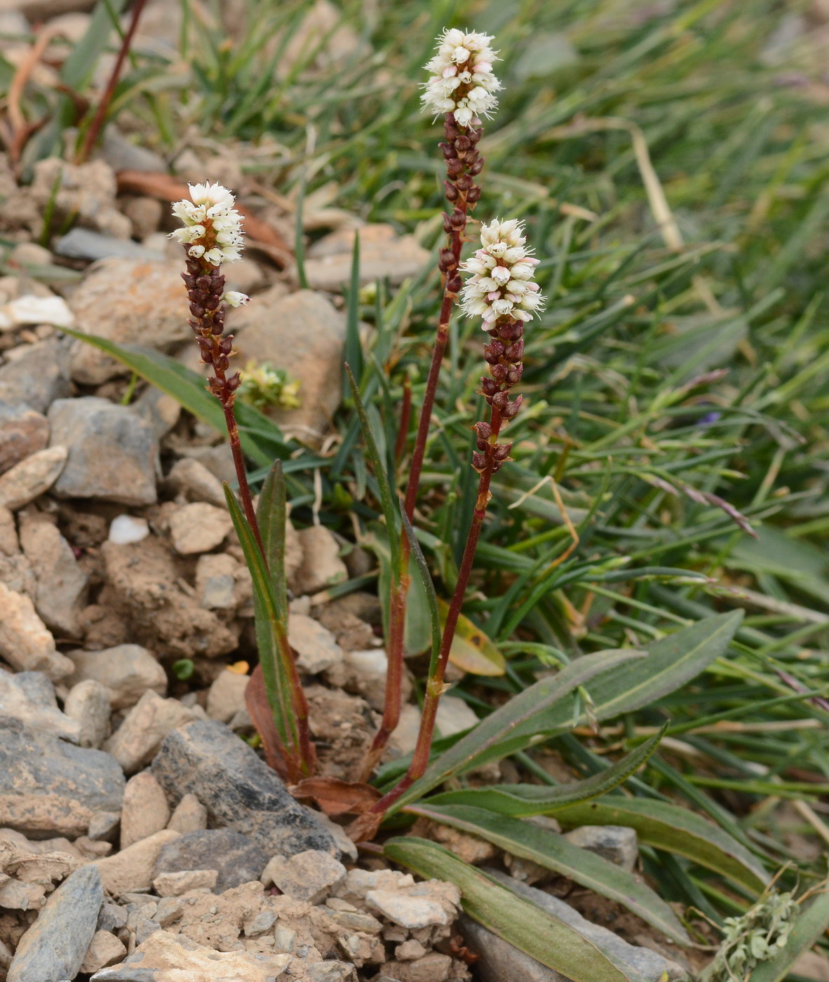 Image of Bistorta vivipara specimen.