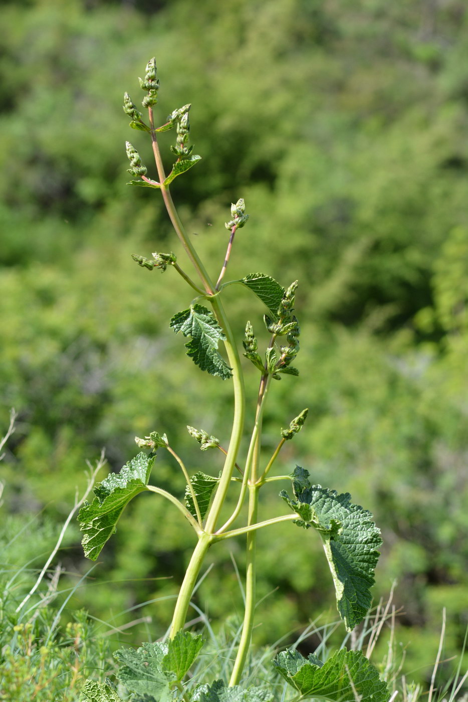 Image of Phlomoides brachystegia specimen.