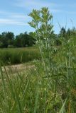 Artemisia absinthium. Вегетирующее растение. Псковская обл., Невельский р-н, окр. дер. Дубище, суходольный разнотравно-злаковый луг, обочина дороги. 24.06.2022.