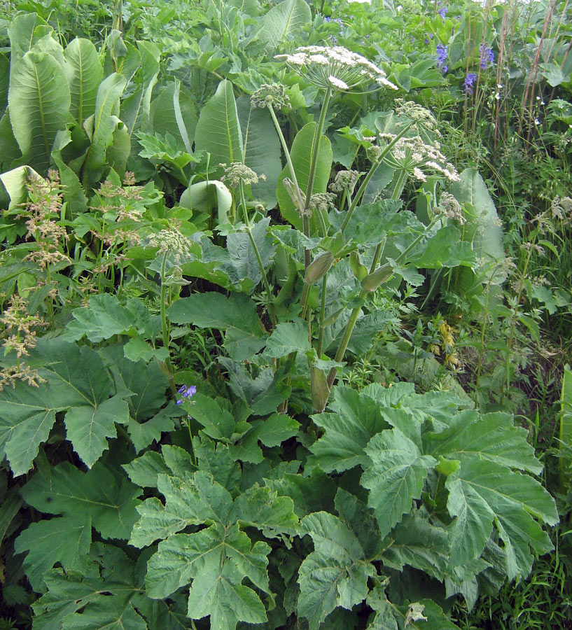 Изображение особи Heracleum dissectum.