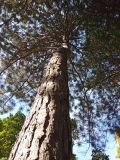 Pinus pallasiana