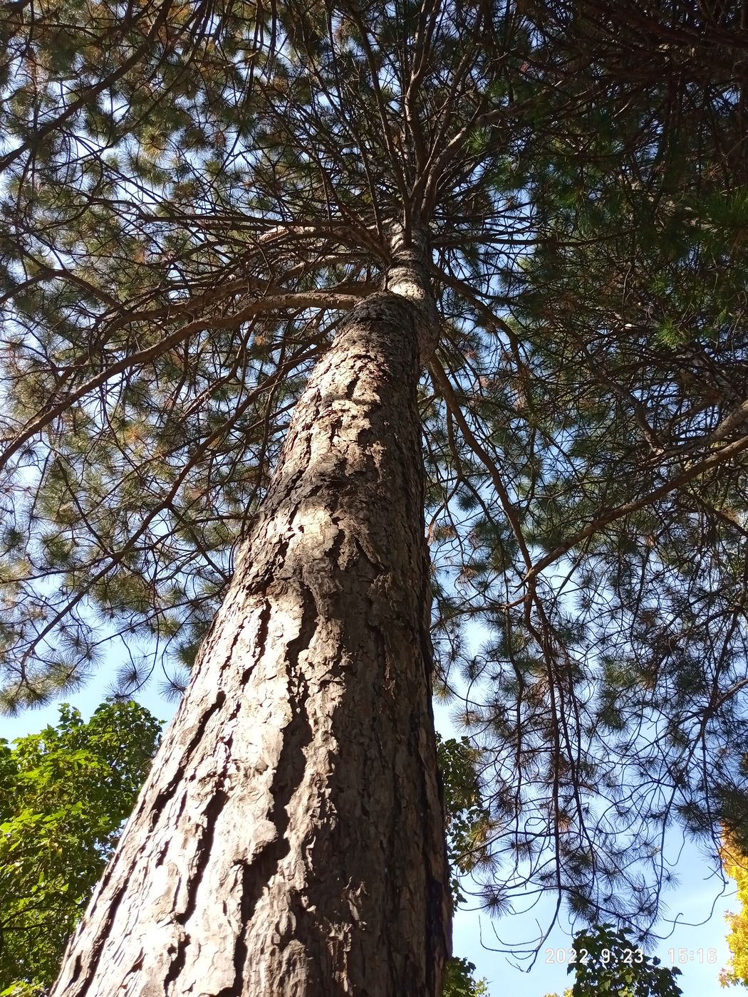 Изображение особи Pinus pallasiana.