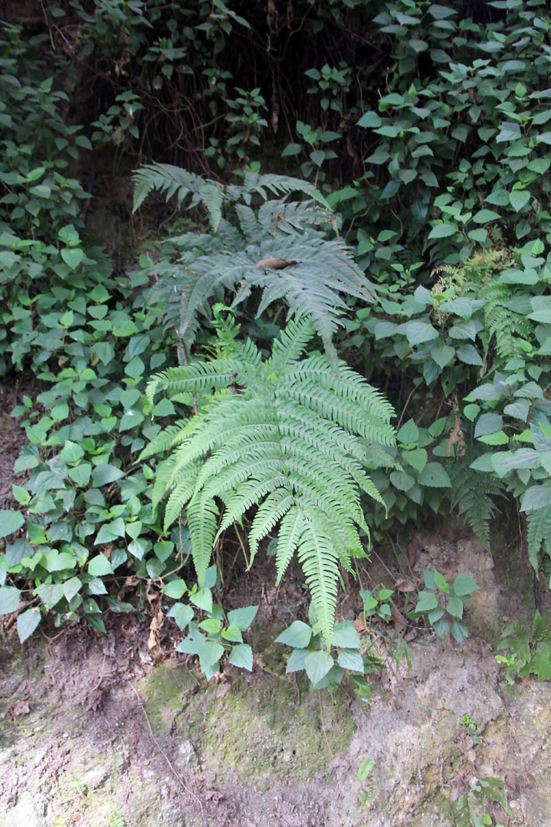 Image of genus Pteris specimen.