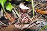 род Nepenthes. Ловчий кувшинчик. Малайзия, штат Саравак, национальный парк \"Бако\". 30.04.2008.