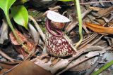 genus Nepenthes