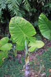 Alocasia odora. Цветущее растение. Китай, провинция Юньнань, Шилинь-Ийский автономный округ, национальный парк \"Wangtianshu\". 05.03.2017.