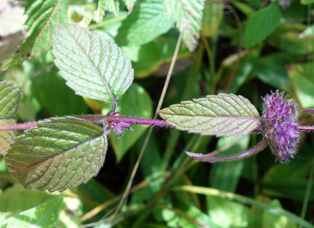 Image of Mentha × gracilis specimen.