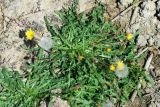 genus Taraxacum. Цветущее и вегетирующее растения. Узбекистан, Сурхандарьинская обл., Джаркурганский р-н, берег водохранилища Актепа, глинисто-песчаная почва. 06.05.2022.