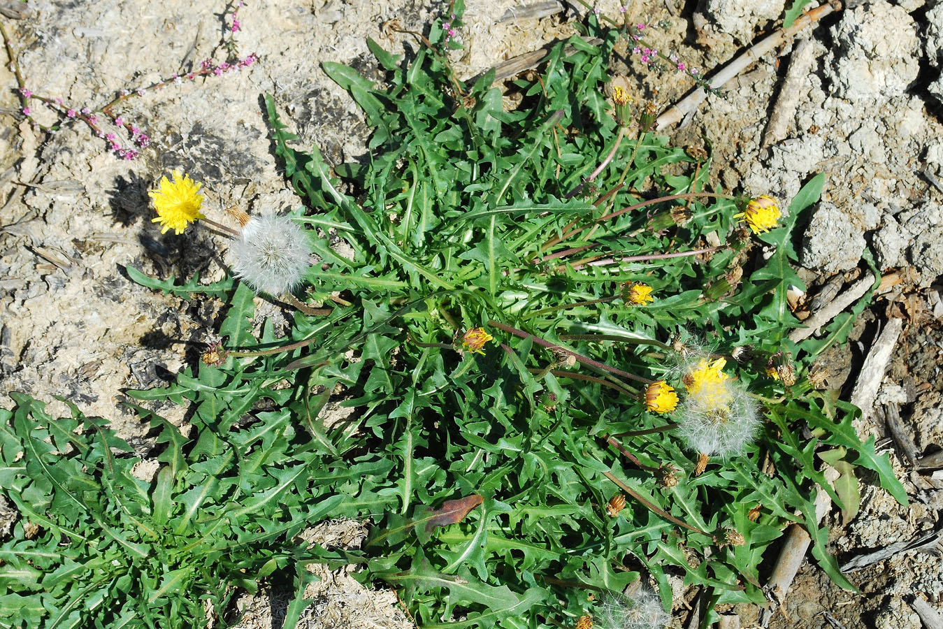 Image of genus Taraxacum specimen.