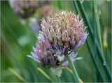 Allium schoenoprasum