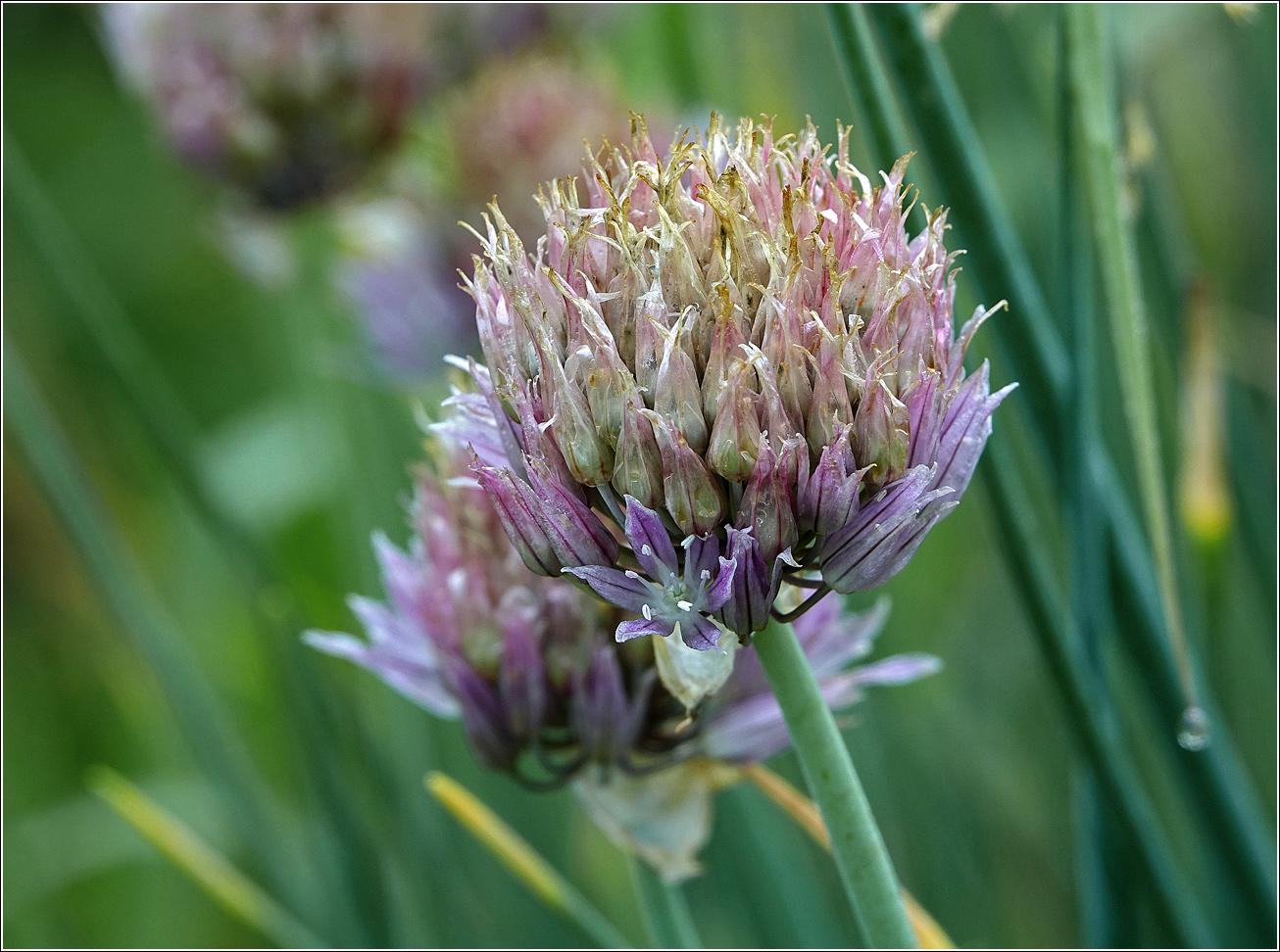 Image of Allium schoenoprasum specimen.