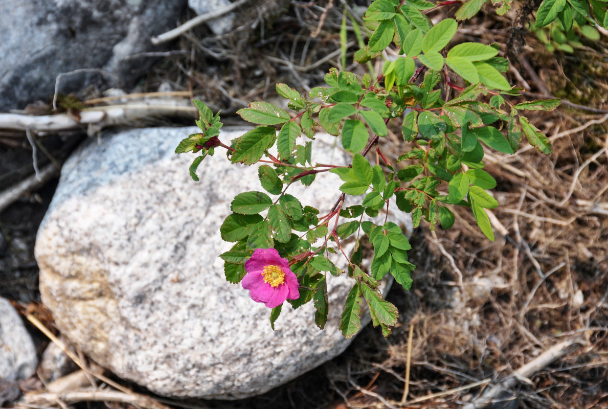 Изображение особи Rosa amblyotis.