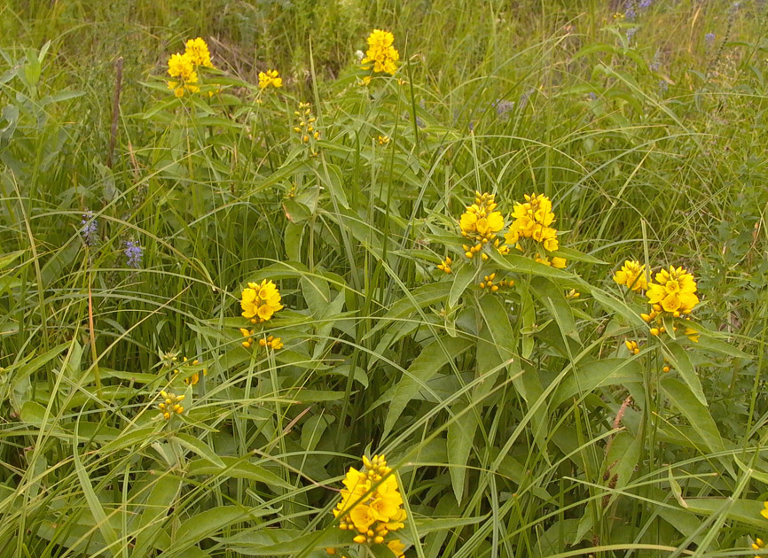 Изображение особи Lysimachia davurica.
