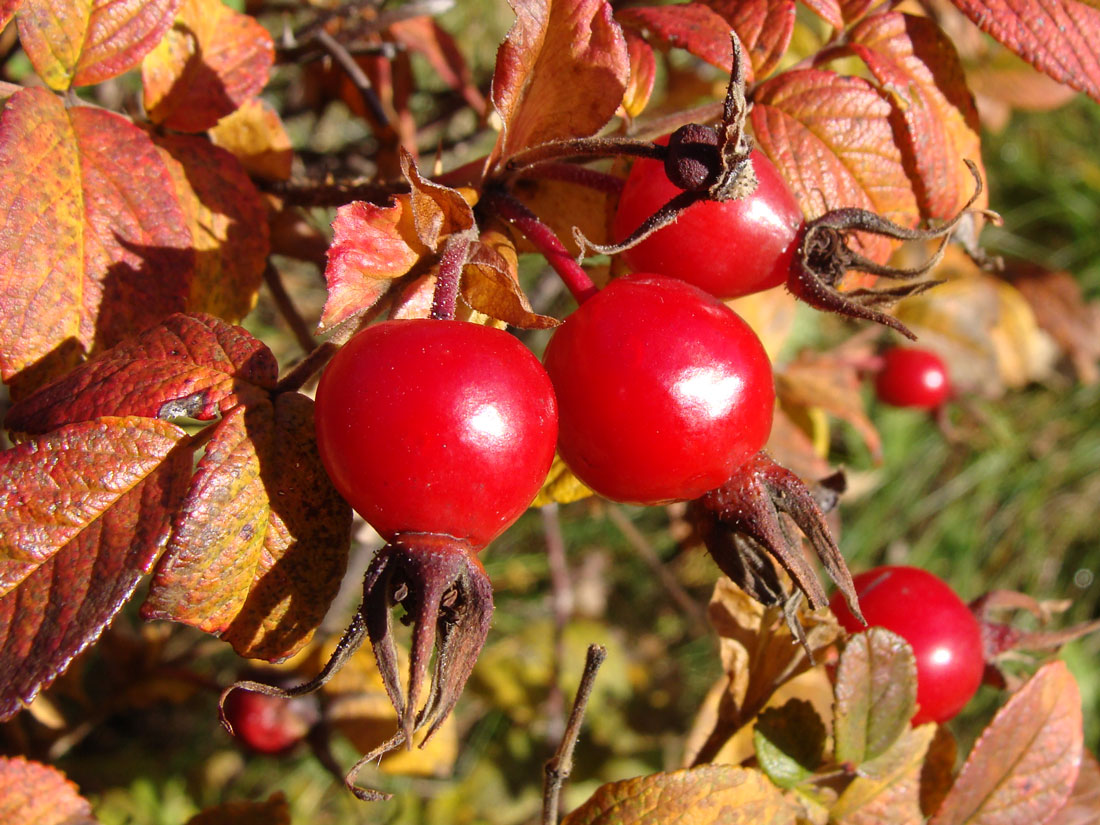 Image of Rosa rugosa specimen.