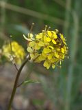 Image of taxon representative. Author is Марина Ворошилова