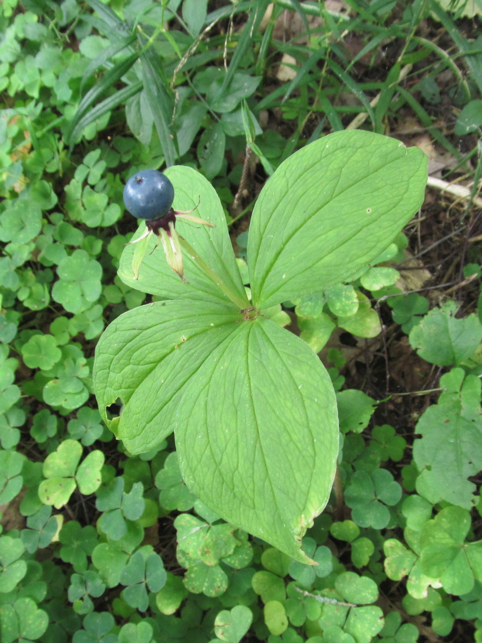 Image of Paris quadrifolia specimen.