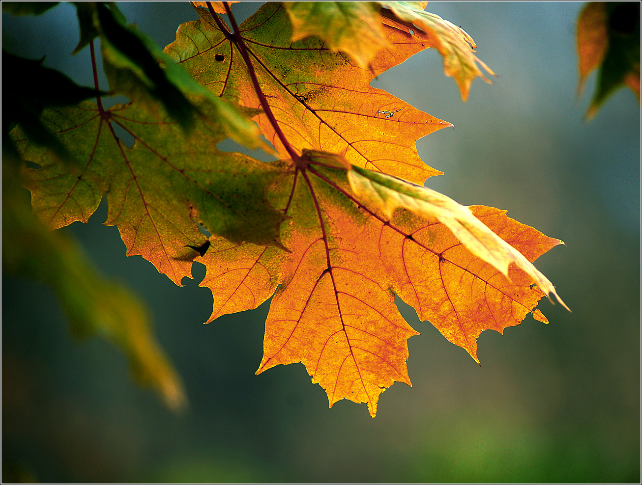 Image of Acer platanoides specimen.