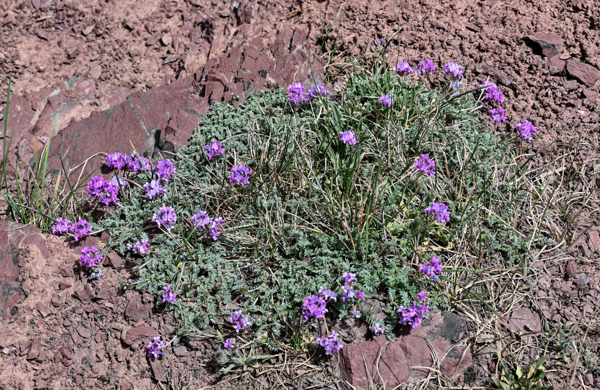 Изображение особи Oxytropis lapponica.