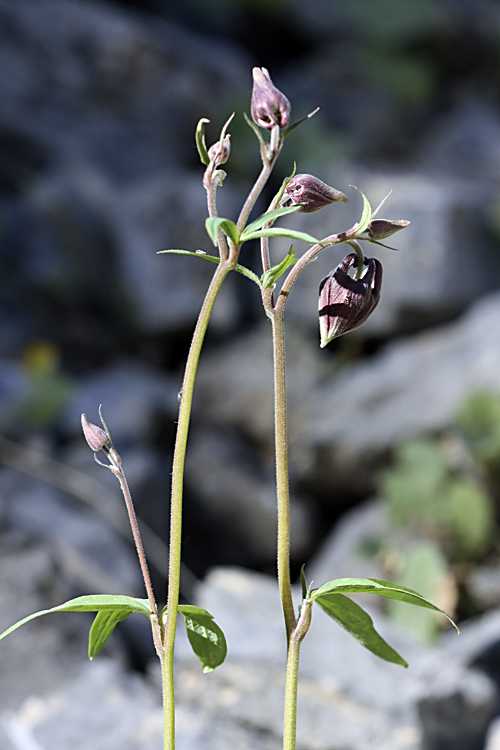 Изображение особи Aquilegia atrovinosa.