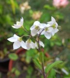 Solanum laxum. Соцветие. Болгария, Бургасская обл., село Оризаре, в культуре. 14.09.2021.