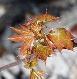 Acer cappadocicum