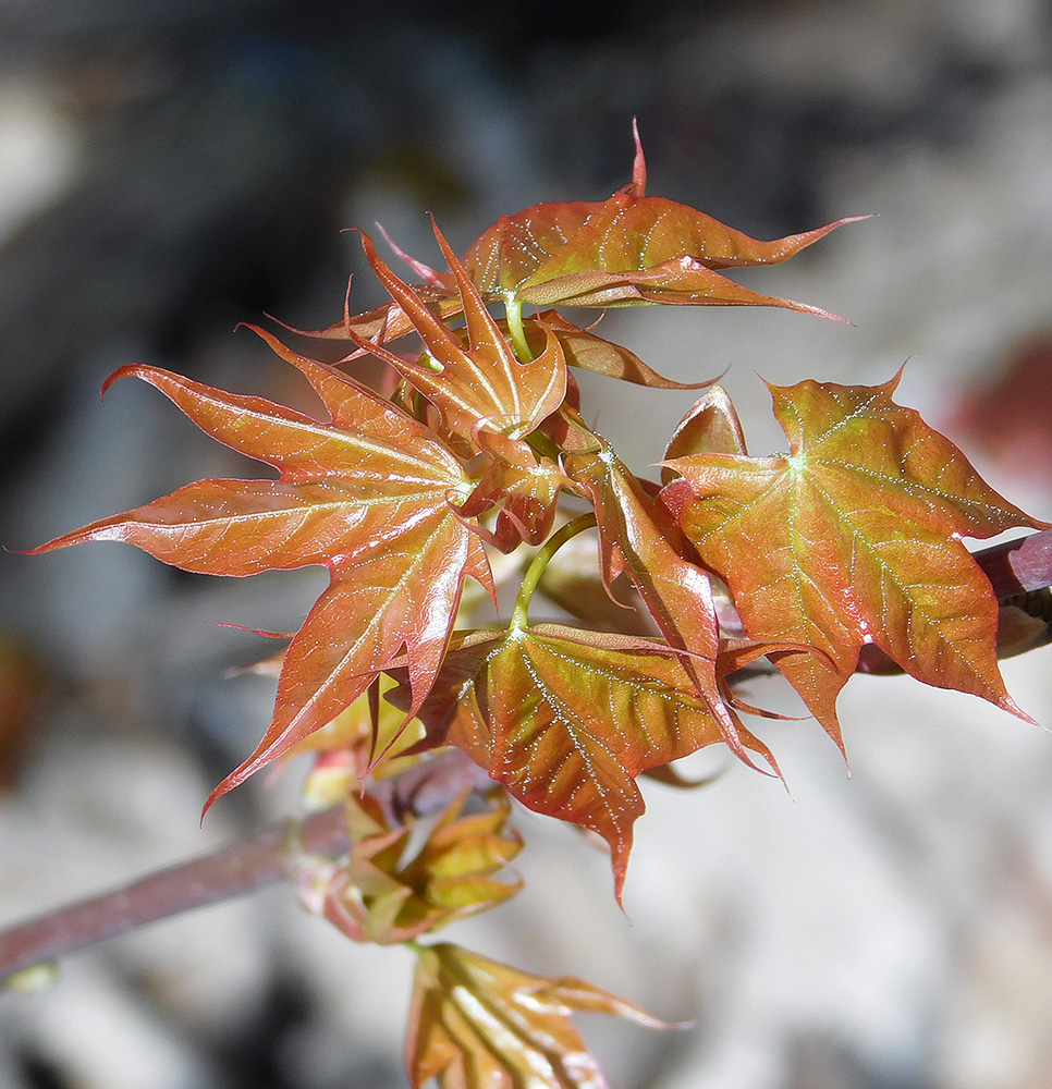 Image of Acer cappadocicum specimen.