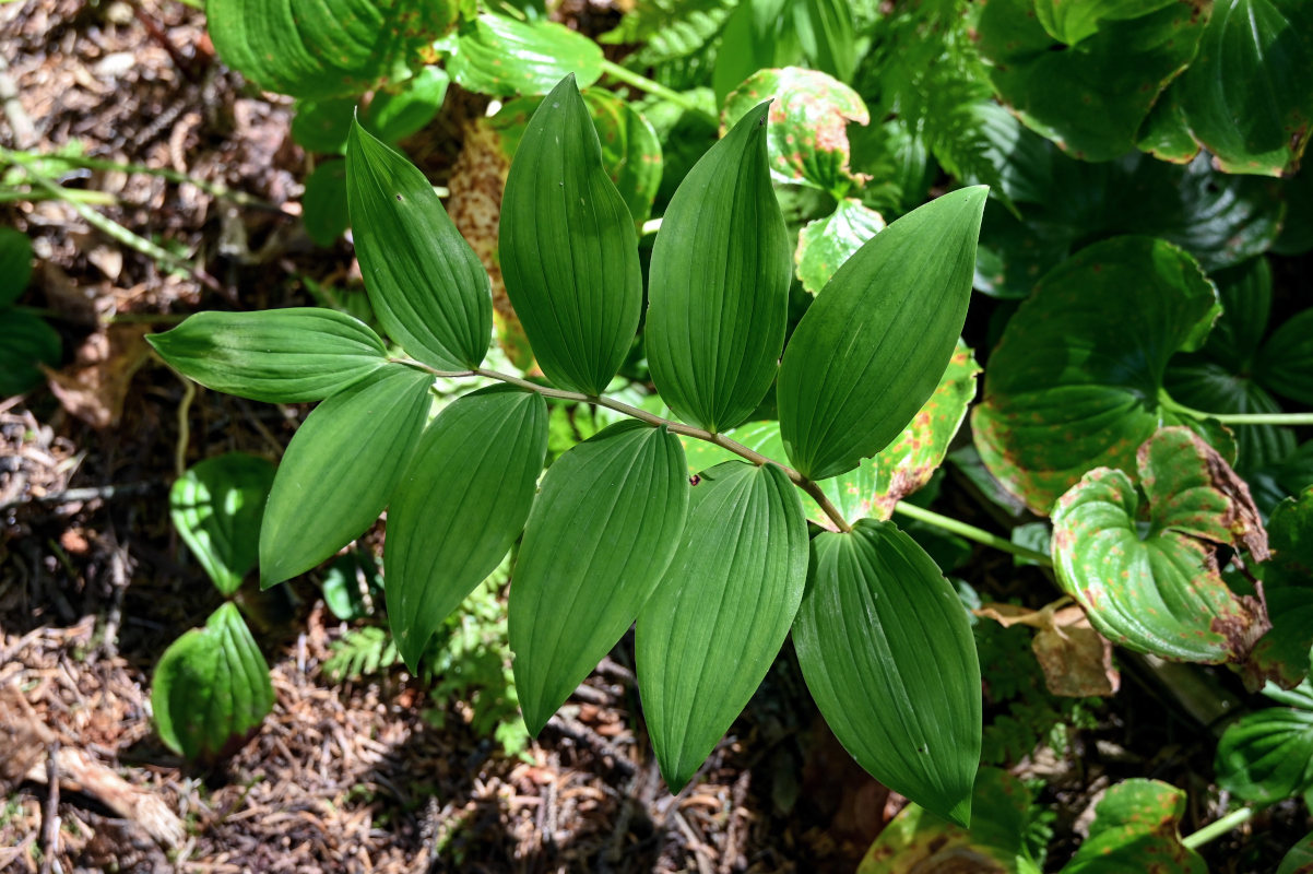 Изображение особи Polygonatum maximowiczii.