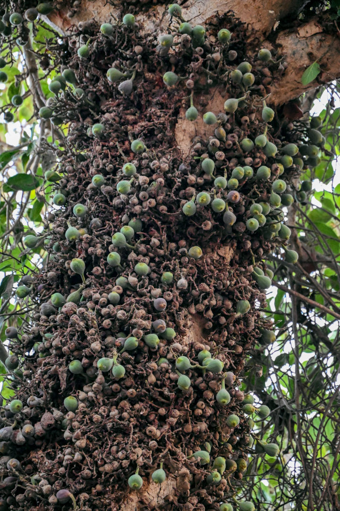 Изображение особи Ficus sycomorus.