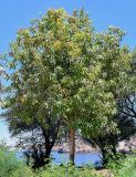 Mangifera indica . Плодоносящее растение. Египет, мухафаза Асуан, о-в Агилика, в культуре. 03.05.2023.