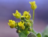 Draba nemorosa. Соцветие. Приморский край, Шкотовский р-н, окр. с. Новонежино, сорное на дачном участке. 02.04.2023.