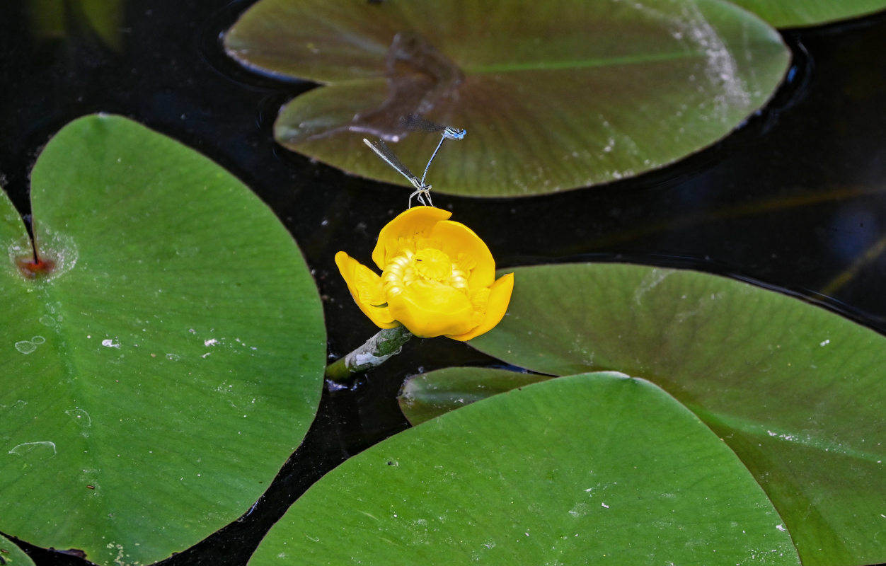 Image of Nuphar lutea specimen.